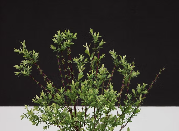 Vie personnelle et vie professionnelle